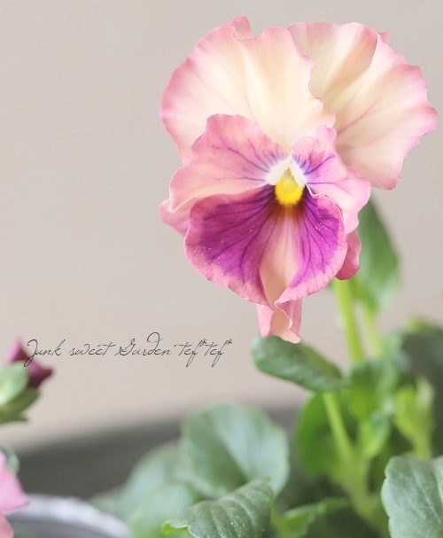 ☆育種うえたオリジナルビオラ 『試作品種』 2025 No.142 | すべての