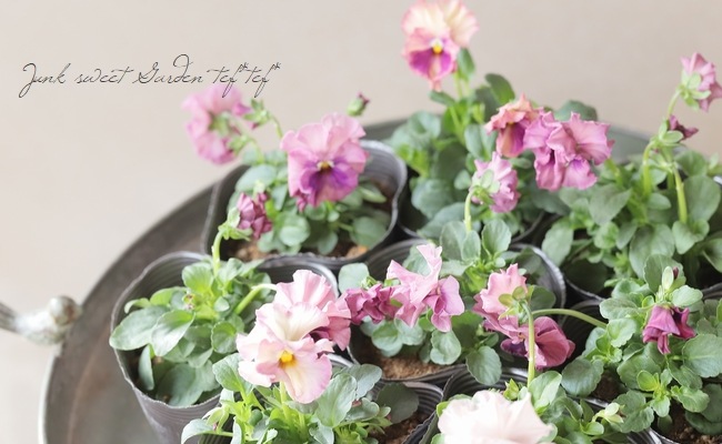 ビオラさまおまとめ2点♡ ☆育種うえたオリジナルビオラ 『試作品種』 2025 No.142 | すべての