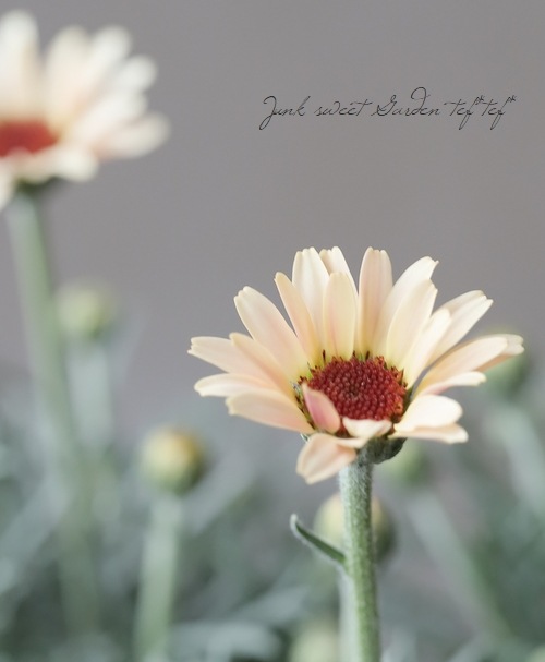 �������󥻥ޥࡡ�إࡼ���