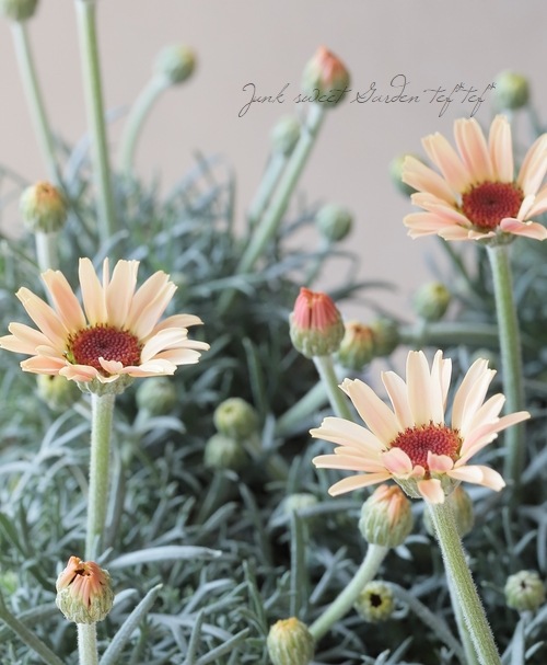 �������󥻥ޥࡡ�إࡼ���