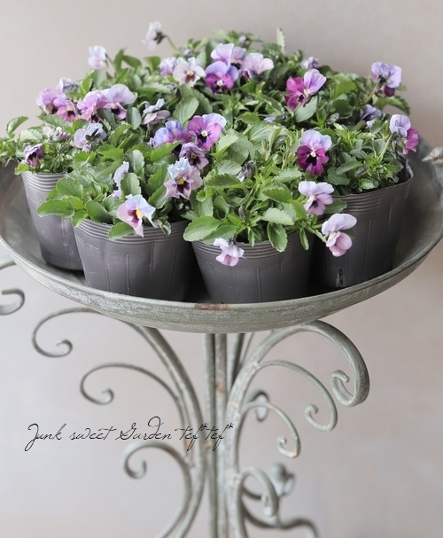 紫金魚様　オメガルビー、パール、サン 10苗セット！半額！】☆みもとビオラ 『ふわふわ金魚ちゃん』 | すべて