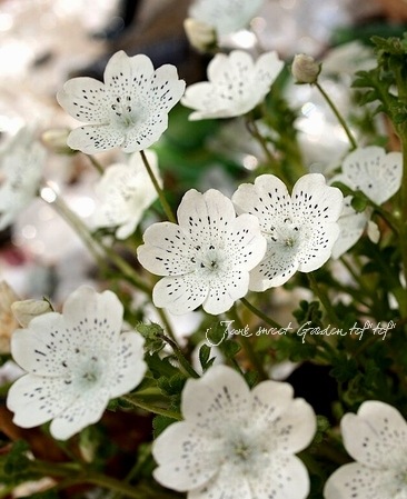 �ͥ�ե��� �إ��Ρ����ȡ����