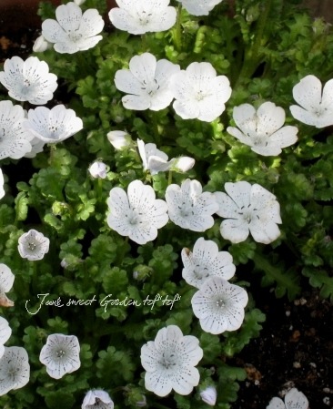 �ͥ�ե��� �إ��Ρ����ȡ����