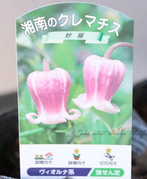 クレマチス・テキセンシス・ヴィオルナ系 『妙福 -ミョウフク