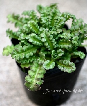 �ͥ�ե��� �إ��Ρ����ȡ����