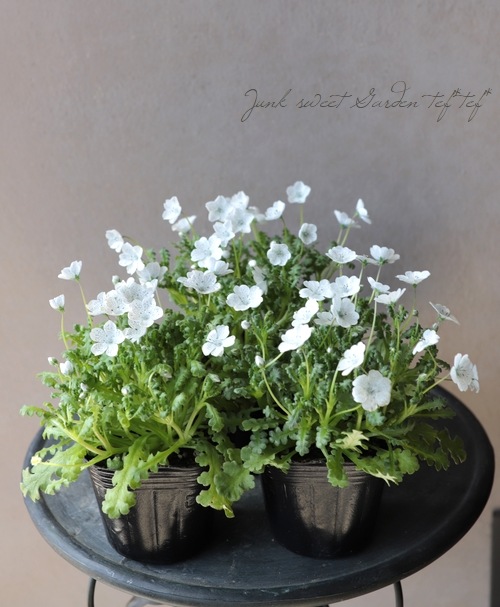 �ͥ�ե��� �إ��Ρ����ȡ����