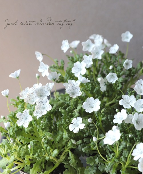 �ͥ�ե��� �إ��Ρ����ȡ����