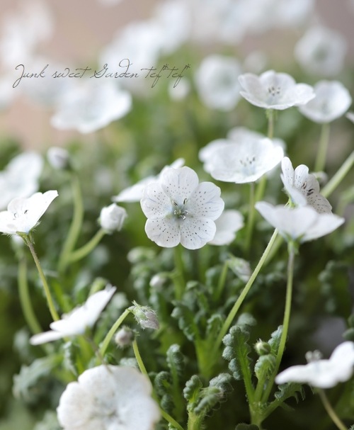 �ͥ�ե��� �إ��Ρ����ȡ����