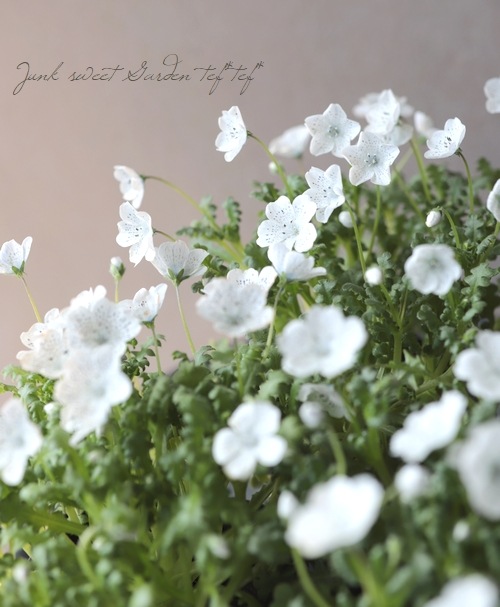 �ͥ�ե��� �إ��Ρ����ȡ����