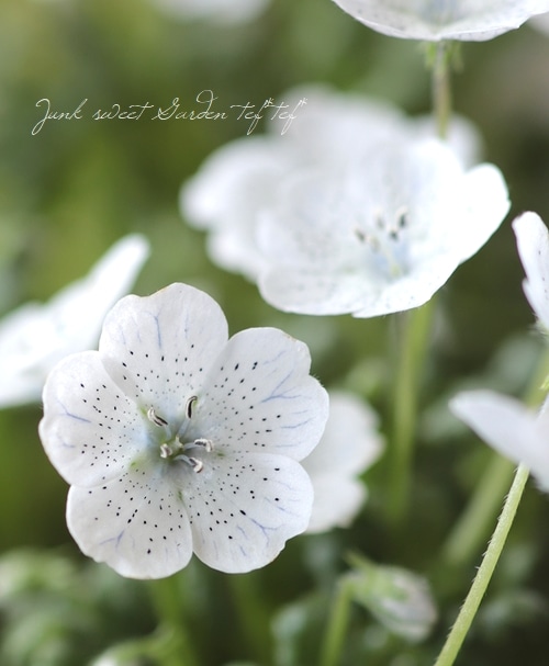 �ͥ�ե��� �إ��Ρ����ȡ����