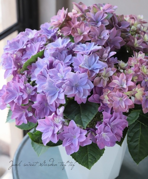 ハイドランジア 紫陽花 『ダブルダッチ』 | すべての商品 | | Junk
