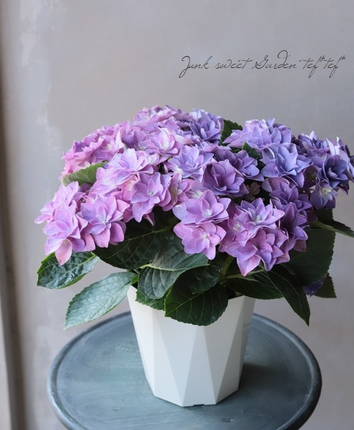 ハイドランジア 紫陽花 『ダブルダッチ』 | すべての商品 | | Junk