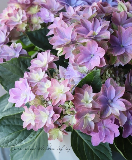 ハイドランジア 紫陽花 『ダブルダッチ』 | すべての商品 | | Junk