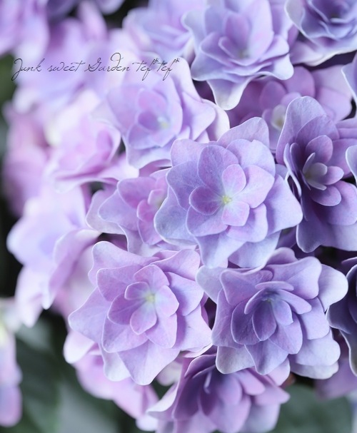 ハイドランジア 紫陽花 『ダブルダッチ』 | すべての商品 | | Junk