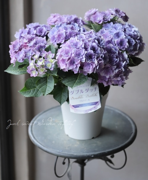 ハイドランジア 紫陽花 『ダブルダッチ』 | すべての商品 | | Junk