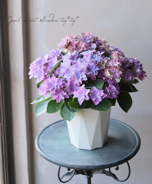 ヤトッチ　紫陽花の花びら アジサイ