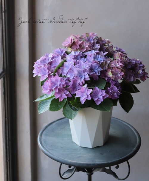 ハイドランジア 紫陽花 『ダブルダッチ』 | すべての商品