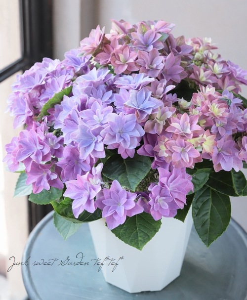 ハイドランジア 紫陽花 『ダブルダッチ』 | すべての商品 | | Junk