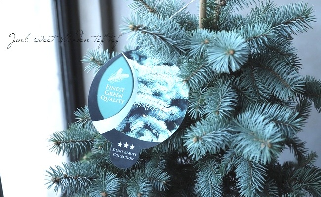 ピセアプンゲンス 『コスター』 コニファー | すべての商品 | | Junk