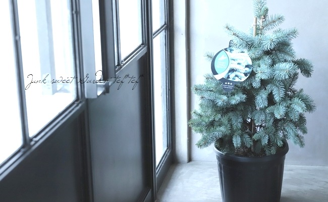 ピセアプンゲンス 『コスター』 コニファー | すべての商品 | | Junk