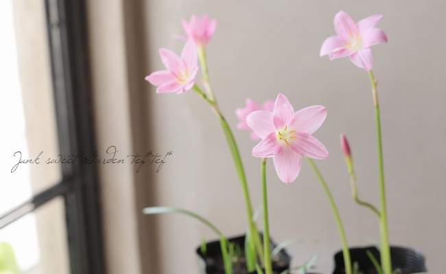 球根植物】 ゼフィランサス 『ビックピンク』 | すべての商品 | | Junk