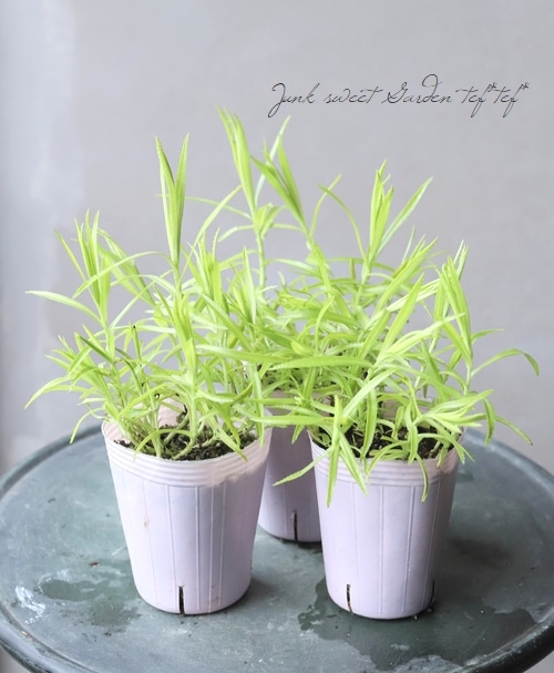 宿根草アキレア 『アップルグリーン 』 | すべての商品 | | Junk sweet