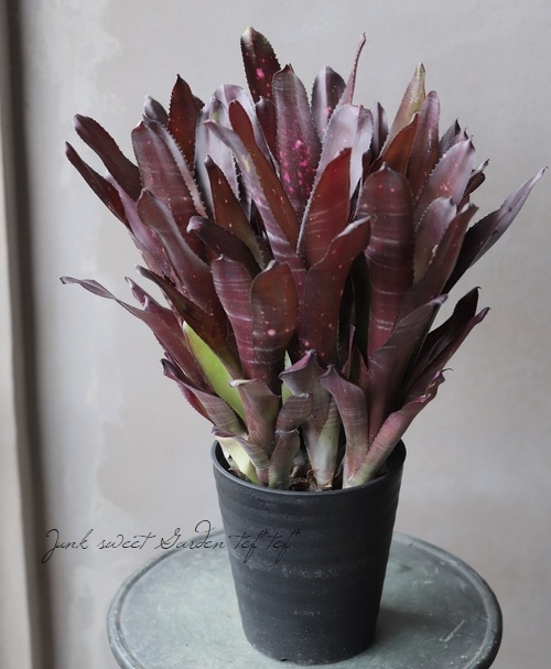 観葉植物】 タンクブロメリア・ビルベルギア 『ビードルマン』 【B