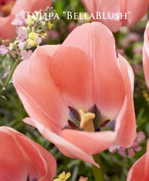 �ڵ庬�� ���塼��åס��إ٥å�֥�å����