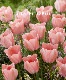�ڵ庬�� ���塼��åס��إ٥å�֥�å����