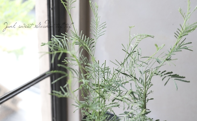 四季咲きアカシア デアネイ すべての商品 Junk Sweet Garden Tef Tef 四季咲きアカシア デアネイ すべての商品 Junk Sweet Garden Tef Tef