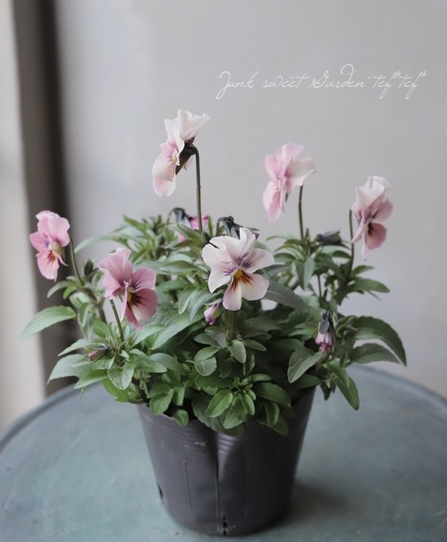 إѥ󥸡ʥ إ֥󥺥ɡ Ѥ餭A