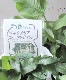�ڥ륷���ꥢ���إۥ磻�ȥ�����
