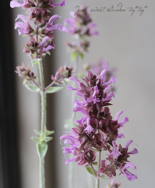 緑 紫 イザナギ＆イザナミ CX以下 3コン 33種99枚 アメノトリフネ 緑 紫 イザナギ＆イザナミ CX以下 3コン 33種99枚 アメノトリフネ 緑