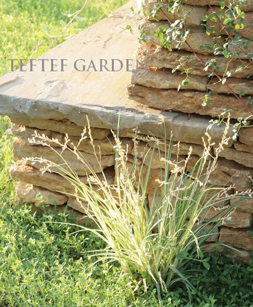 �ڥ��饹��ʪ�� �����ꥯ�����ե��ĥ� �إ������饤�ȡ�