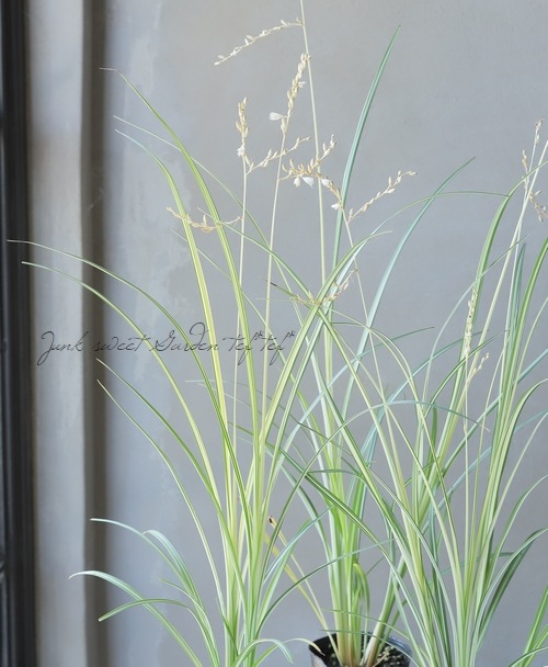 �ڥ��饹��ʪ�� �����ꥯ�����ե��ĥ� �إ������饤�ȡ�