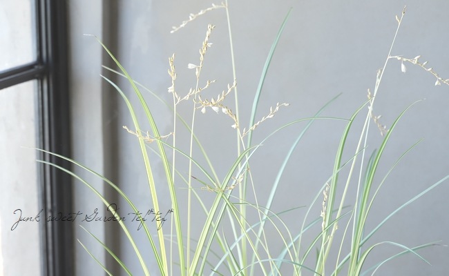 �ڥ��饹��ʪ�� �����ꥯ�����ե��ĥ� �إ������饤�ȡ�