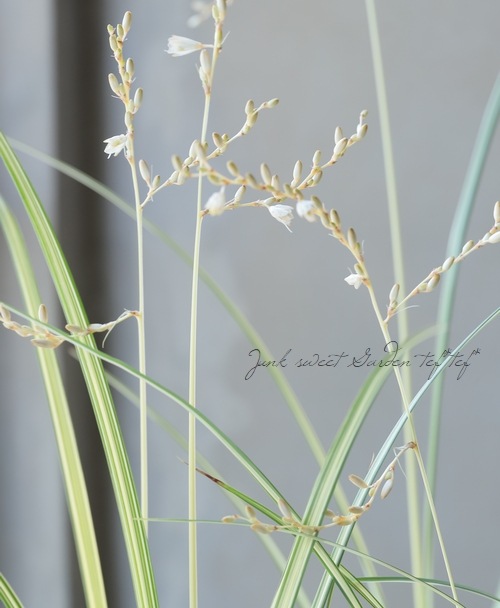 �ڥ��饹��ʪ�� �����ꥯ�����ե��ĥ� �إ������饤�ȡ�