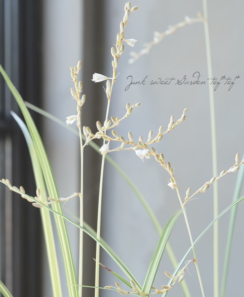 �ڥ��饹��ʪ�� �����ꥯ�����ե��ĥ� �إ������饤�ȡ�