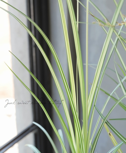 �ڥ��饹��ʪ�� �����ꥯ�����ե��ĥ� �إ������饤�ȡ�