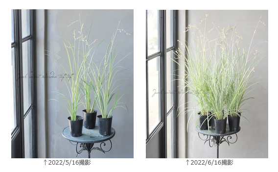 �ڥ��饹��ʪ�� �����ꥯ�����ե��ĥ� �إ������饤�ȡ�