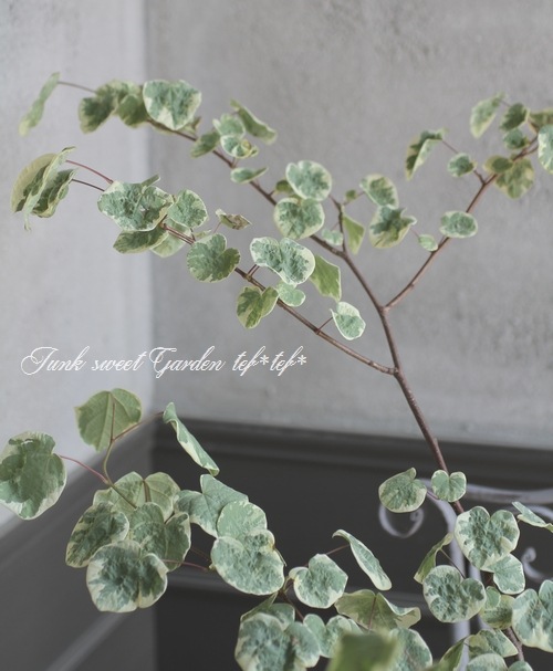 マルバノキ マルバノキ 『恵那錦』 | すべての商品 | | Junk sweet Garden tef*tef*