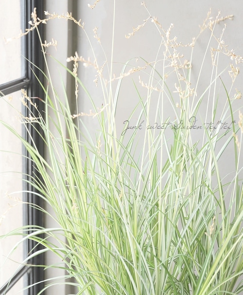 �ڥ��饹��ʪ�� �����ꥯ�����ե��ĥ� �إ������饤�ȡ�