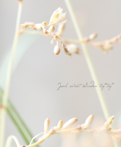 �ڥ��饹��ʪ�� �����ꥯ�����ե��ĥ� �إ������饤�ȡ�