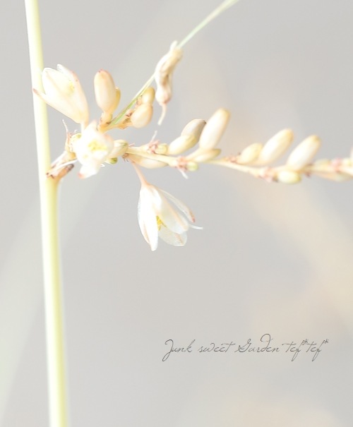 �ڥ��饹��ʪ�� �����ꥯ�����ե��ĥ� �إ������饤�ȡ�