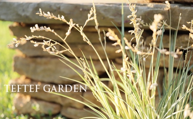 �ڥ��饹��ʪ�� �����ꥯ�����ե��ĥ� �إ������饤�ȡ�