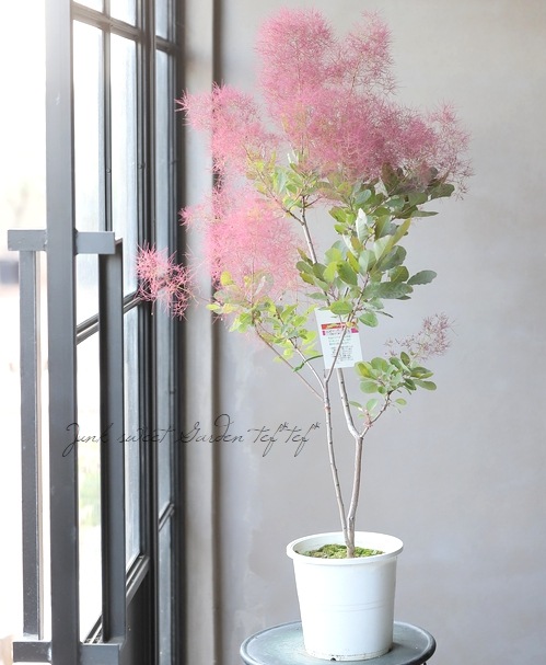 スモークツリー 大株 現品 ピンク