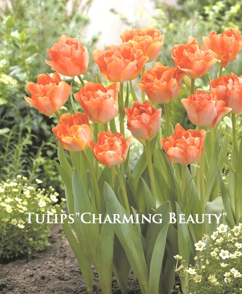球根】八重咲きチューリップ 『チャーミングビューティ』 | 球根