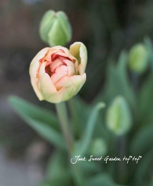 球根】八重咲きチューリップ 『チャーミングビューティ』 | 球根