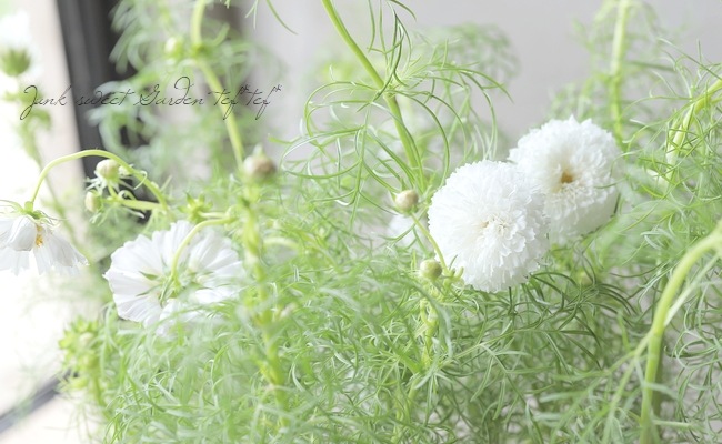 八重咲きコスモス・ダブルクリック『スノーパフ』 | すべての商品