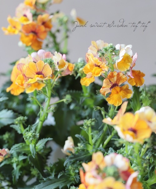 ɺͥ᥷󥵥ץ饹إȥ륪󥸡١